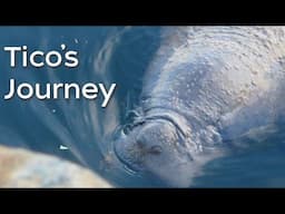 Saving Tico! WHOI + partners work to save West Indian manatee