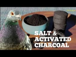 Salt (Himalayan, Sea Salt) & Charcoal - Are these two beneficial for our Racing Pigeons