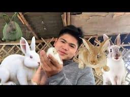 A DAY IN LIFE FEATURING MY RABBITS