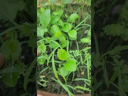 Gandharaj Lemon tree 🌳 germination #lemonplant #lemon  #lemontree