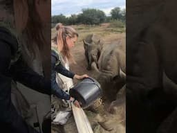 Feeding time with gentle giants 🦏🌿 #RhinoConservation