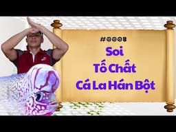 #0008 - Soi Tố Chất Cá La Hán Bột Từ Khi Còn Nhỏ | Phong Thủy Cá Cảnh