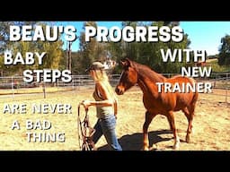 SLAUGHTER BOUND HORSE WITH NEW TRAINER