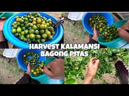 HARVEST KALAMANSI,LIBRE LANG SA BUKID