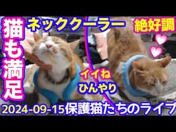 2024ｰ09−15 保護猫たちの「ほっこり猫ライブ」ハッチ＆マック＋黒猫めめ＋がんサバイバーママ Cat live Stream in Japan -Cat Life TV