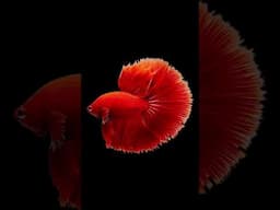 Why Their Called “Halfmoon Betta Fish”