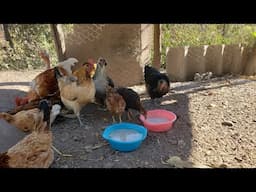 Desparacitante cacero para tus  gallinas con solo 2 integrantes que tienes en casa