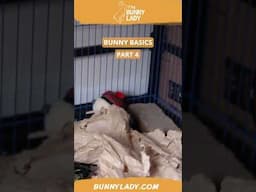 Bunny Basics 4: Rabbit habitat #rabbits #rabbitcaretips  #petbunny