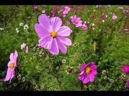 Creative Flower Photography - Wide Angle Wildflowers Tips And Tricks