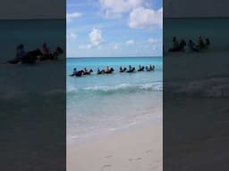 Swimming with Horses in the Caribbean! 🏝️ 🐴 🌊 #shorts #horseriding #caribbean