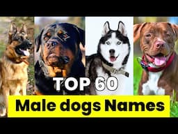 Male Dogs Names | Top 60 Male Dogs Names | New and Unique Male Dogs Names