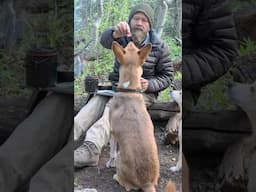 Best Bushcraft Breakfast Camping with my dogs in the Wilderness!