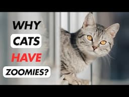 10 Surprising Reasons Why Your Cat Gets The Zoomies