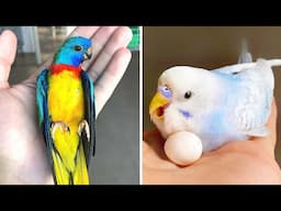 Smart And Funny Parrots Parrot Talking Videos Compilation (2024) - Cute Birds #60