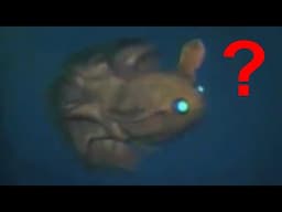 Bizarre Creatures Found Deep in the Ocean