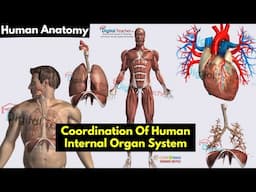 Coordination Of Human Body Internal Organ System |Digital Teacher (Part #11)