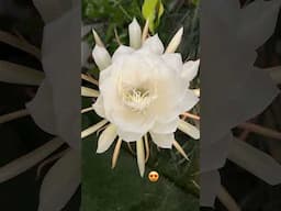 Brahmakamalam Blooming Timelapse #brahmakamal #groplants