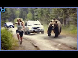 When Bears Go On A Rampage Caught on Camera!