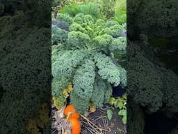 Nutrient Remobilisation  #garden #kale #nutrients