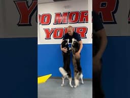 Our Dogs Get SO Excited To See Their Trainer!