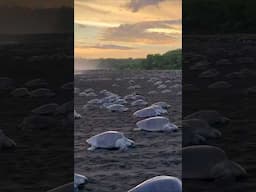 Thousands of Sea Turtles Come Ashore 😳