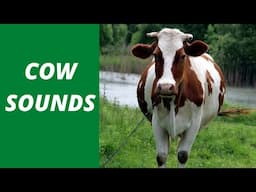 COW SOUNDS | Learn Animals Sounds | Domestic Animals | Cow Noise #Shorts