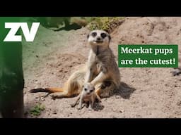 Three new Meerkat pups join the mob!