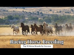 Racing Horse Breeding Top 10 Horse Breeds for Success