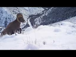 Bighorn sheep on cliff ledge overlooking beautiful river canyon