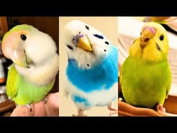 FUNNY AND CUTE PARROTS - TRY NOT TO LAUGH!