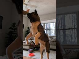 Akitas jumping for joy