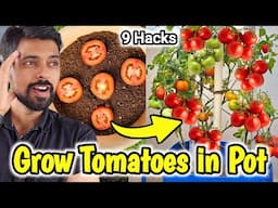 How to Grow Tomatoes 🍅 at Home/Garden, 9 hacks to Grow Organic Tomatoes