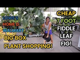 7 Foot Fiddle Leaf Fig is HOW Much?! Big Box Plant Shopping Lowe's, Home Depot & Walmart