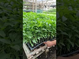 🌶 seedlings in nursery #urbangardeningdiy