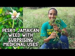 Pesky Jamaican weed with SURPRISING Medicinal uses / Tridax Procumbens (Coatbuttons)