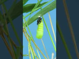 Chrysalis vs Cocoon - What's the Difference?