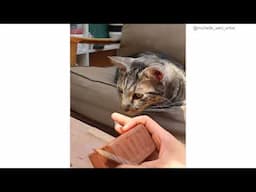 Handsome cat in relaxing ceramics studio