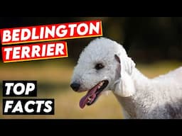 BEDLINGTON TERRIER - SHOCKING FACTS You Never Knew