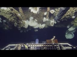 Sponges from a Shipwreck | California Academy of Sciences