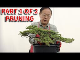 Designing a Lebanon Cedar bonsai part 1/2: Detailed bonsai pruning