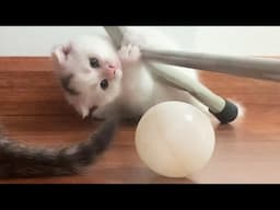 Kittens enjoy playing under the table and the little ball - Milo Kitten