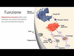 Lisosomi caratteristiche principali - Definizione e aspetto