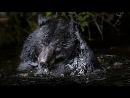 Black Bear Taking a Bath | 4K at 120FPS