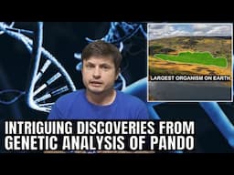 DNA Analysis of Pando Reveals it's The Largest and Oldest Organism on Earth