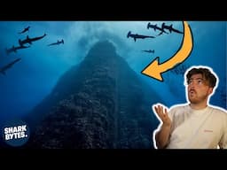 You Won't Believe How Sharks Use This Underwater Mountain!