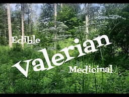 Valerian: Edible and Medicinal