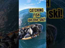 Catching fish off the Sea-Doo FISHPRO Trophy #fish #seadoo #jetskifishing #snapper #fishing #jetski