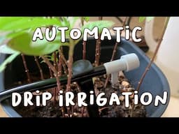 Setting Up An Automatic Drip Irrigation Kit For My Plants 💦