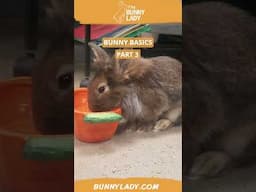 Bunny Basics 3: Water bowl vs. water bottle #rabbits #rabbitcaretips  #petbunny