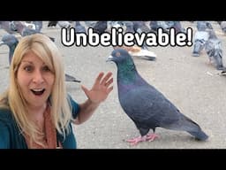 Unbelievable Bird Encounter: I'm A Pigeon Magnet!